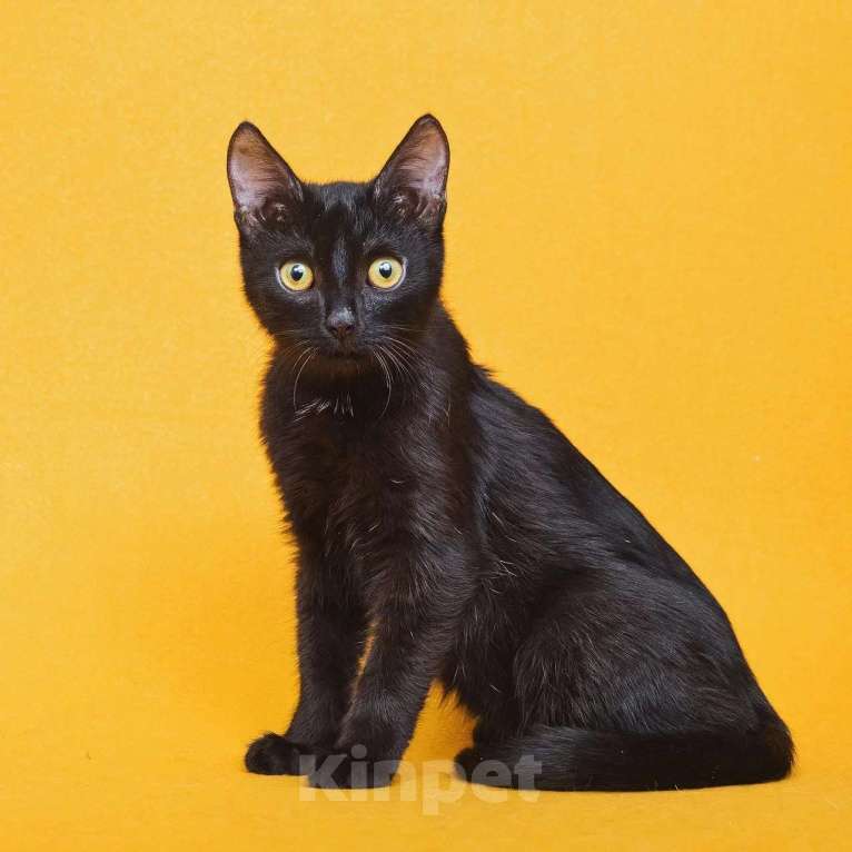 Кошки в Москве: Котенок Ося ищет дом Мальчик, Бесплатно - фото 3