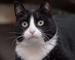 Кошки в Москве: Скромная черно-белая кошечка Марфа в добрые руки Девочка, Бесплатно - фото 2