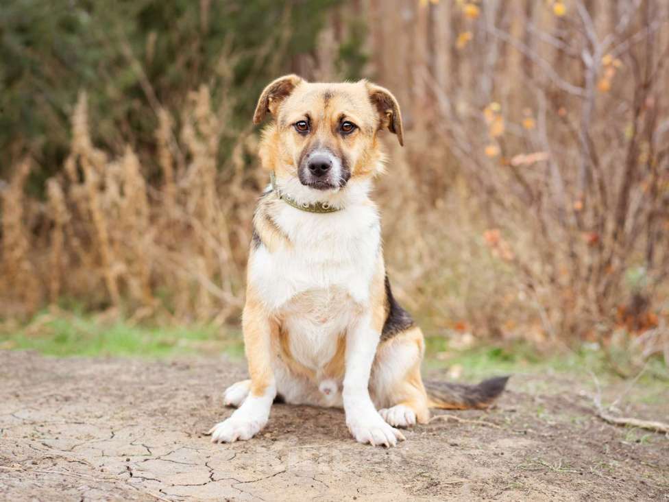 Собаки в Москве: Перчик, 1 год - в добрые руки Мальчик, Бесплатно - фото 5