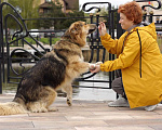 Собаки в Балашихе: Пушистая красотка Паппи в поиске дома Девочка, Бесплатно - фото 3