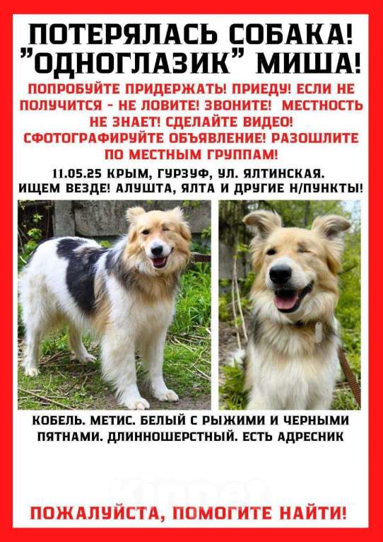 Собаки в других городах Крыма: Потерялся одноглазик в Гурзуфе  Мальчик, 10 000 руб. - фото 1