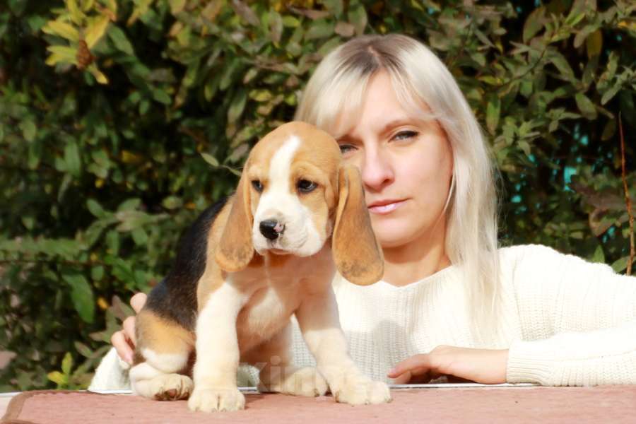 Собаки в Москве: щенок бигля девочка ркф Девочка, 45 000 руб. - фото 1