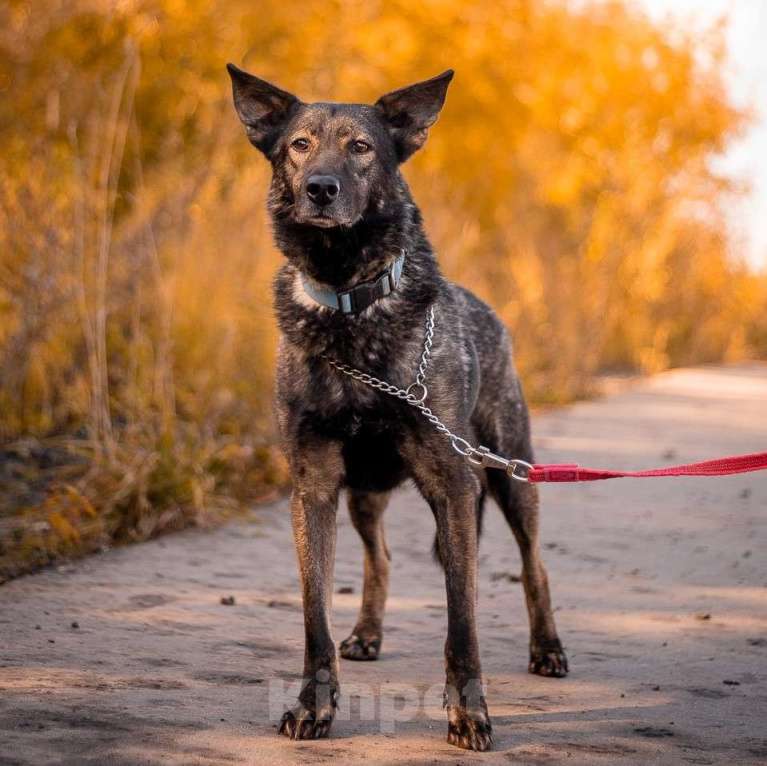 Собаки в Москве: Джай Мальчик, Бесплатно - фото 2
