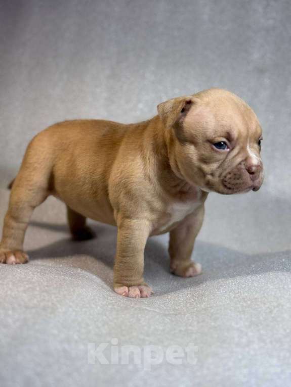 Собаки в Санкт-Петербурге: Американский булли покет мини Девочка, Бесплатно - фото 3