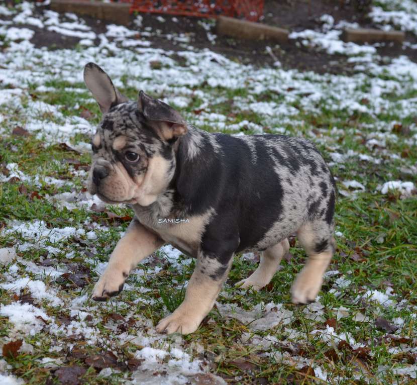 Собаки в Москве: щенок Мальчик, 70 000 руб. - фото 3