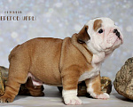 Собаки в Калуге: Английский бульдог щенок Мальчик, 100 000 руб. - фото 3