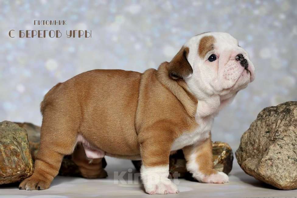 Собаки в Калуге: Английский бульдог щенок Мальчик, 100 000 руб. - фото 3