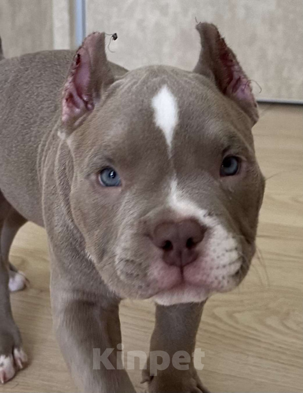 Собаки в Лыткарино: Очаровательный малыш Американский Булли Мальчик, 150 000 руб. - фото 3