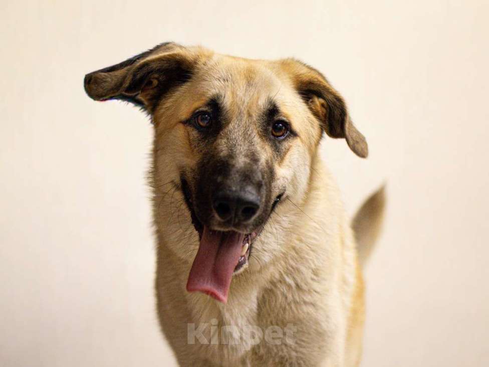 Собаки в Москве: Щенок в добрые руки Мальчик, Бесплатно - фото 5