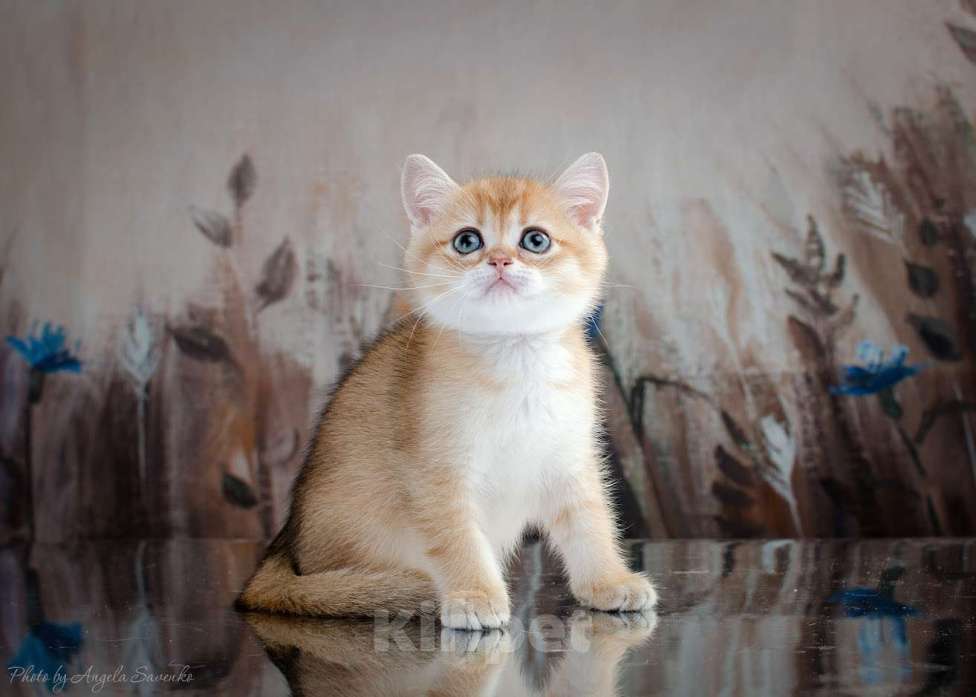 Кошки в Красноярске: Шотландский мальчик,окрас золотая шиншилла Мальчик, 25 000 руб. - фото 4