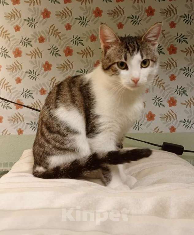 Кошки в Москве: Степан Мальчик, Бесплатно - фото 4