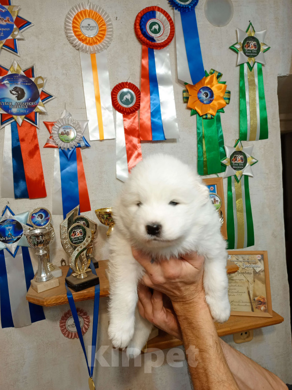 Собаки в Мосальске: Мишутки самоедики Мальчик, 25 000 руб. - фото 5