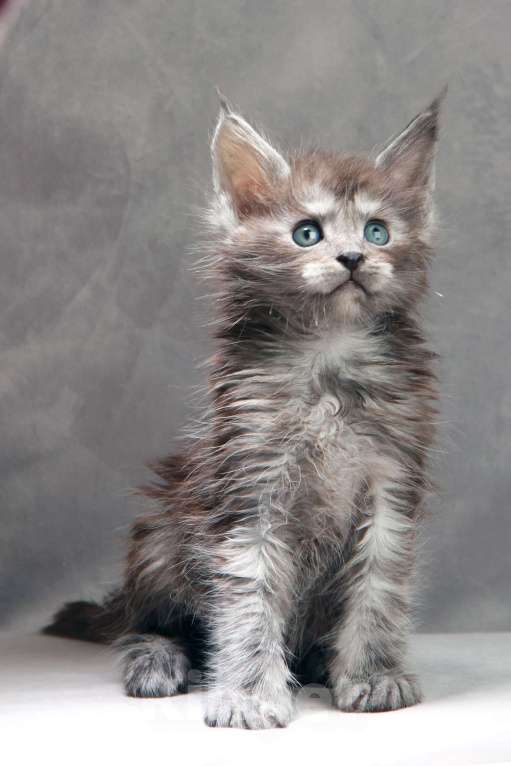 Кошки в Москве: Мальчик из серебристого тумана ищет друга!  Мальчик, 50 000 руб. - фото 3