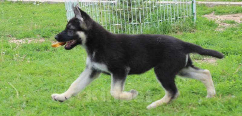 Собаки в Москве: Радомира Девочка, 45 000 руб. - фото 4