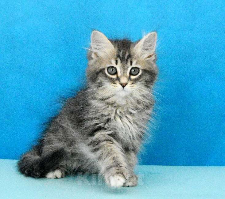 Кошки в Москве: Сибирский котик Паркер Мальчик, Бесплатно - фото 4