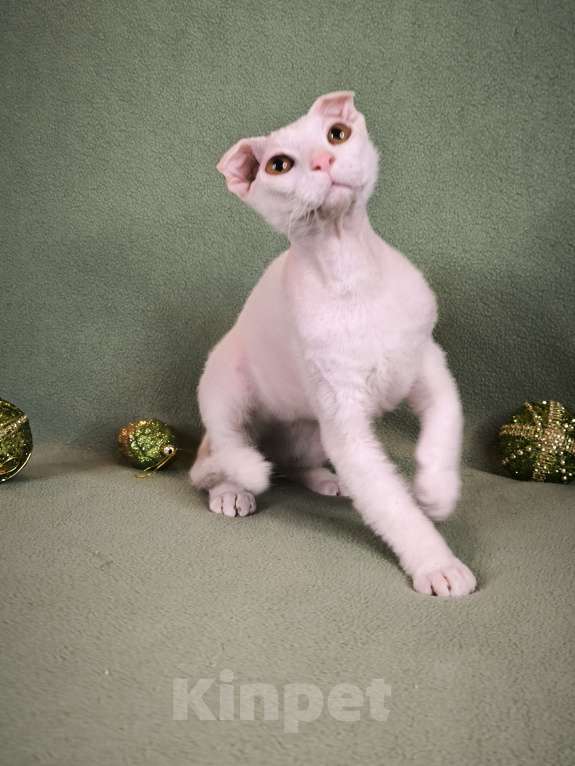 Кошки в Москве: Украинский левкой чистопродный. Документы Мальчик, Бесплатно - фото 2