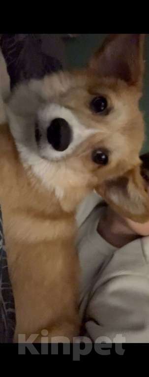 Собаки в Москве: Корги пемброк щенок  Мальчик, 45 000 руб. - фото 1