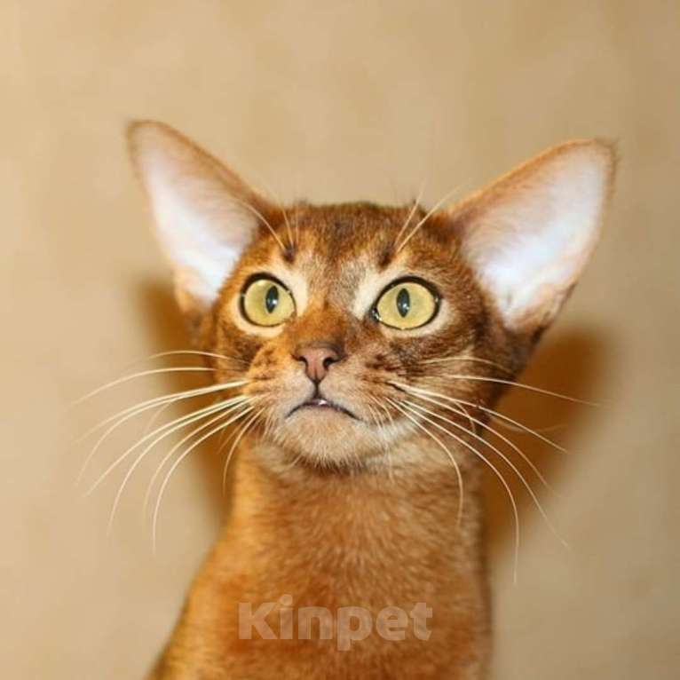 Кошки в других городах Московской области: Абиссинские котята Мальчик, 80 000 руб. - фото 2