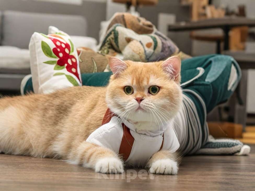 Кошки в Москве: Британский жених шоколадное золото  Мальчик, 50 000 руб. - фото 9