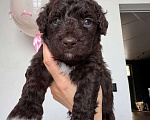 Собаки в других городах Владимирской области: Шоколадная Монти 😍 🐕 Щенок испанской водяной собаки 🐕✨ Девочка, Бесплатно - фото 1