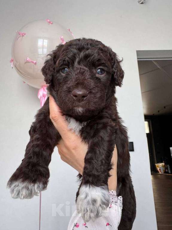 Собаки в других городах Владимирской области: Шоколадная Монти 😍 🐕 Щенок испанской водяной собаки 🐕✨ Девочка, Бесплатно - фото 1