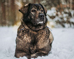 Собаки в Москве: Амина Девочка, Бесплатно - фото 1