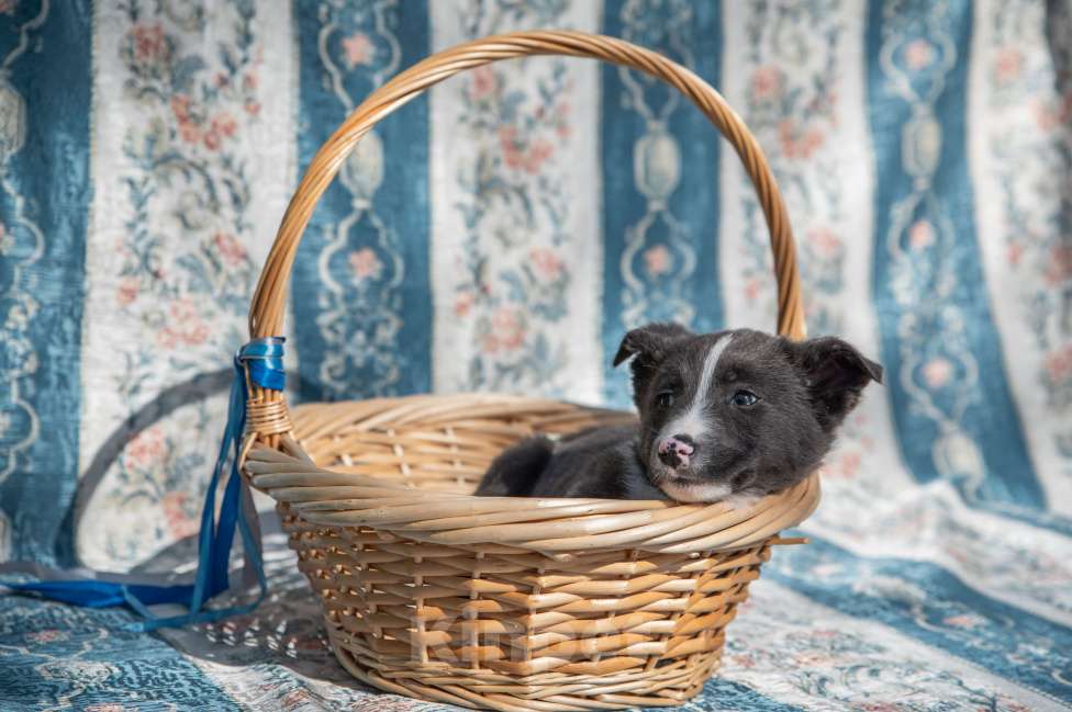 Собаки в Москве: Щенок 2х месяцев Бентли в добрые руки Мальчик, Бесплатно - фото 6