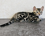 Кошки в Самаре: Бенгальский котенок Мальчик, Бесплатно - фото 3
