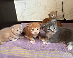 Кошки в Люберцах: продажа Мейн Куны Девочка, 25 000 руб. - фото 1