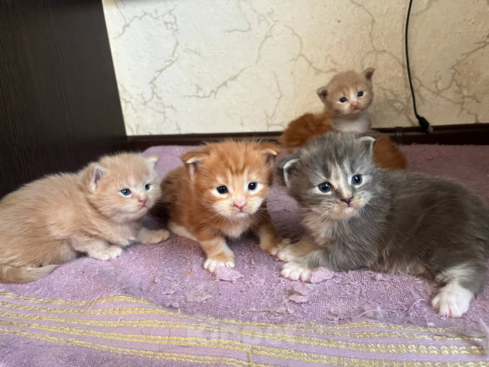 Кошки в Люберцах: продажа Мейн Куны Девочка, 25 000 руб. - фото 1