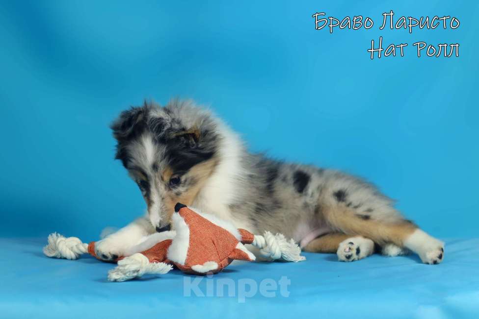 Собаки в Рязани: Шелти из Рязани. Мальчик, 50 000 руб. - фото 2