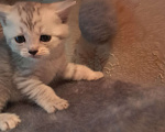 Кошки в других городах Красноярского края: Котик Мальчик, 1 500 руб. - фото 1