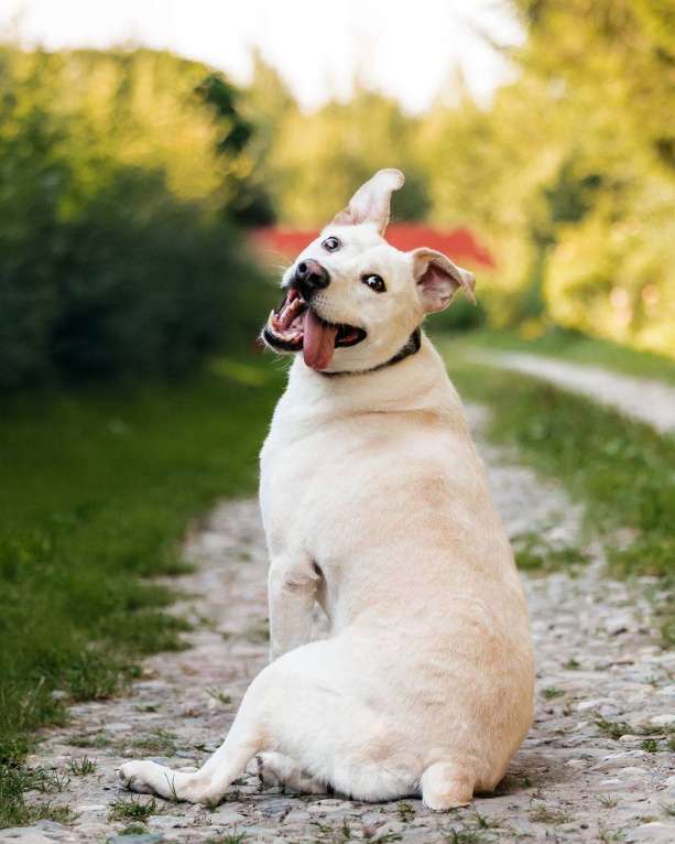 Собаки в других городах Московской области: Снежка так ждет семью! Девочка, Бесплатно - фото 9