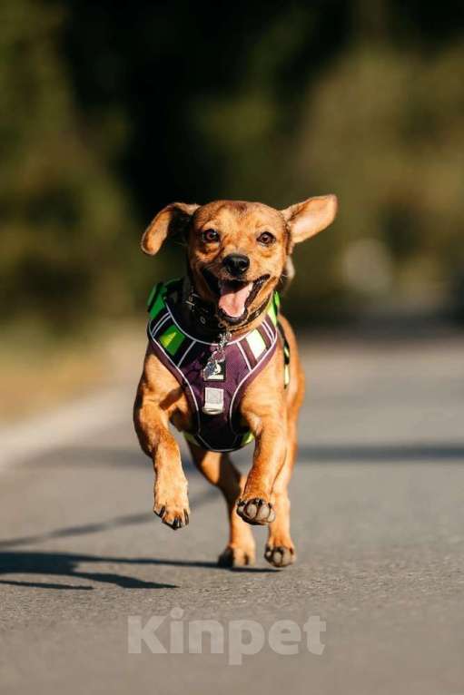 Собаки в Москве: Метис чихуахуа Чарлик в добрые руки Мальчик, 1 руб. - фото 8