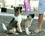 Собаки в Волгодонске: Щенки американская акита, 35 000 руб. - фото 1