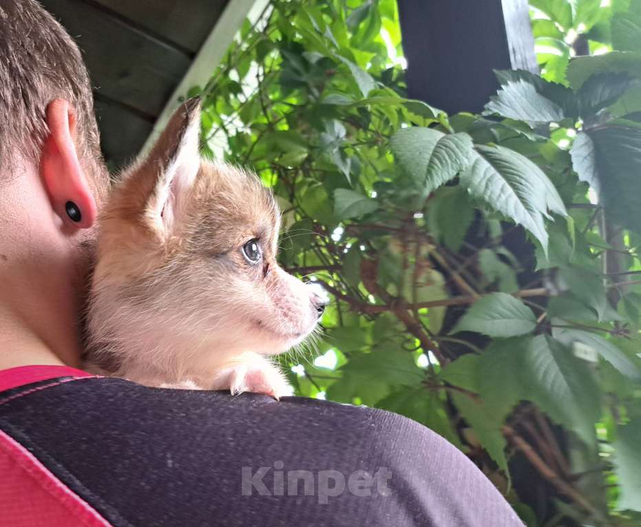 Собаки в других городах Ленинградской области: Уорги щенок  Девочка, 120 000 руб. - фото 2