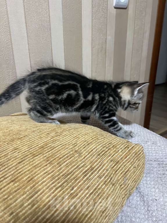 Кошки в Подольске: Красивый котёнок девочка Девочка, 5 000 руб. - фото 2