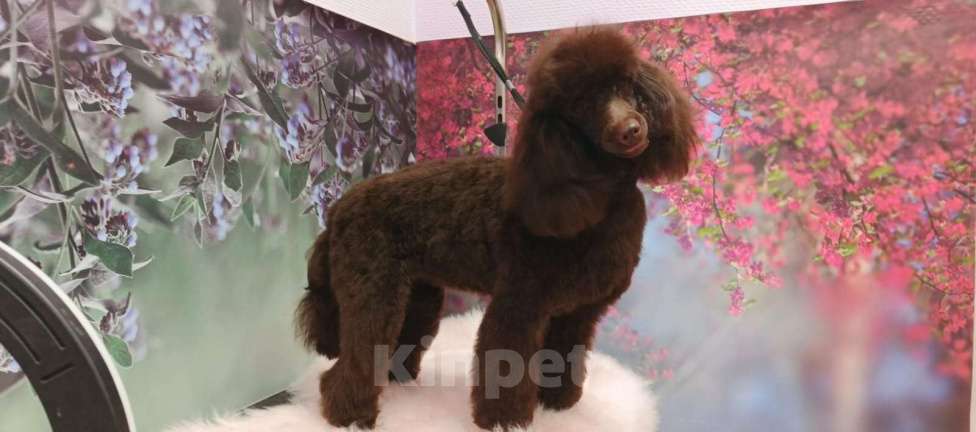 Собаки в Твери: Сука шоколадная миниатюра 9 месяцев РКФ Девочка, 120 000 руб. - фото 7