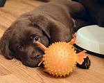 Собаки в Санкт-Петербурге: Шоколадные щенки лабрадора из питомника РКФ Мальчик, 100 000 руб. - фото 5