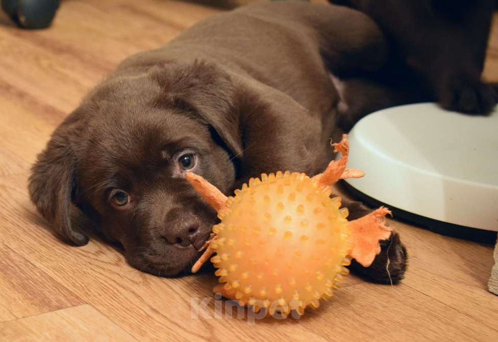 Собаки в Санкт-Петербурге: Шоколадные щенки лабрадора из питомника РКФ Мальчик, 100 000 руб. - фото 5