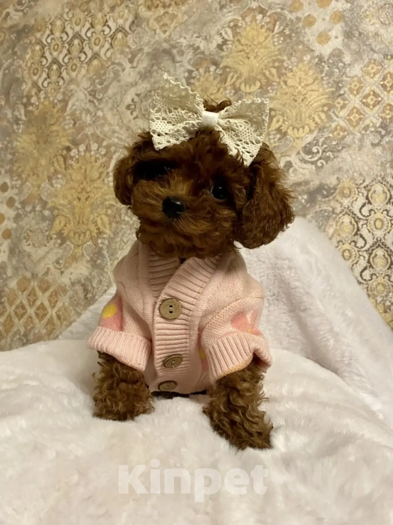 Собаки в Раменском: Продается щенок Тедди Пудель девочка. Девочка, 200 000 руб. - фото 3