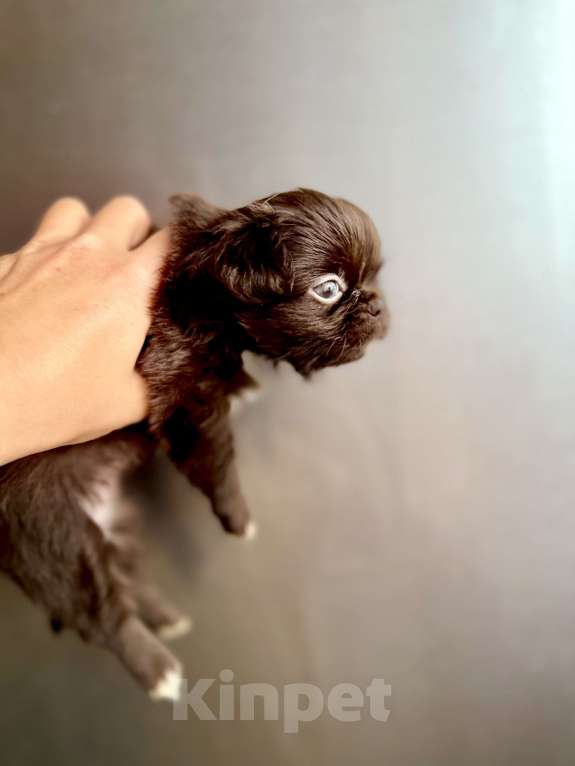 Собаки в Ростове-на-Дону: Чихуахуа ден Девочка, 50 000 руб. - фото 5