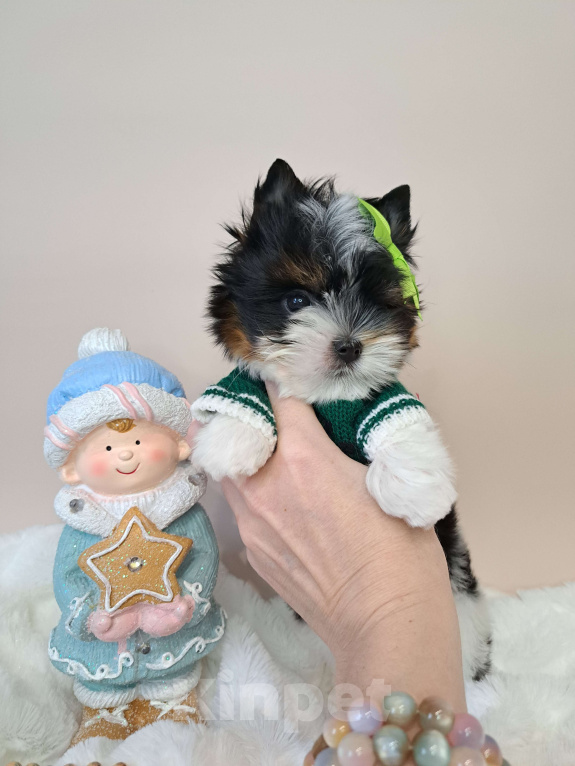 Собаки в Москве: Девочка Бивер Девочка, 135 000 руб. - фото 1