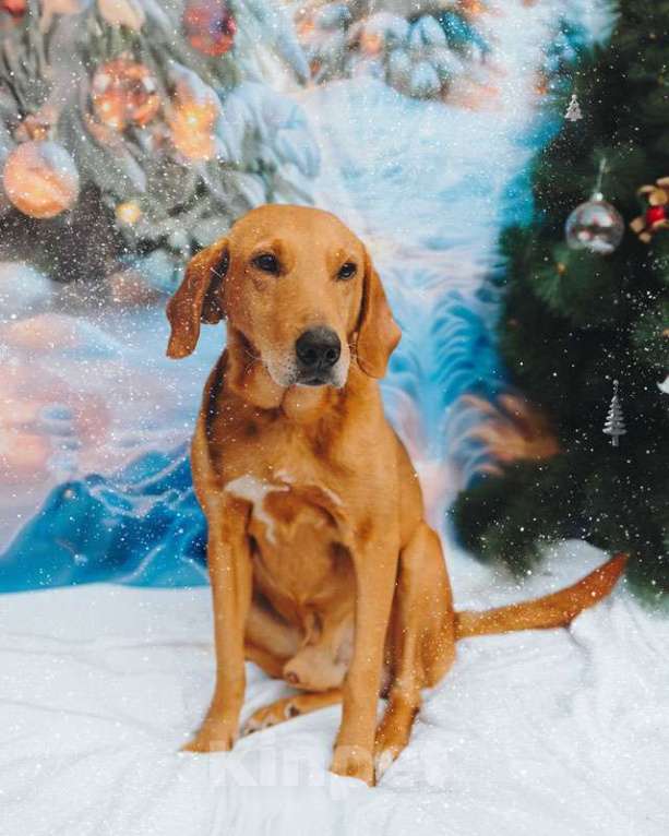 Собаки в Санкт-Петербурге: Молодой песик Рыжулик, метис гончей ищет дом Мальчик, 10 руб. - фото 4