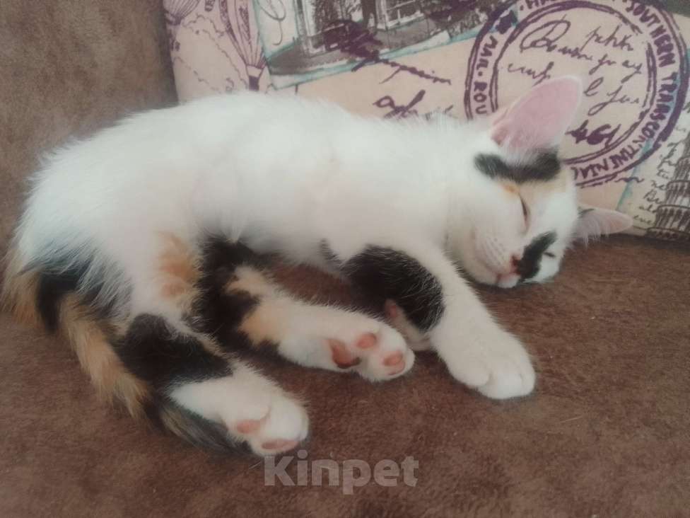 Кошки в Армавире: Котятки в добрые ручки 😻 Разнополые, Бесплатно - фото 4