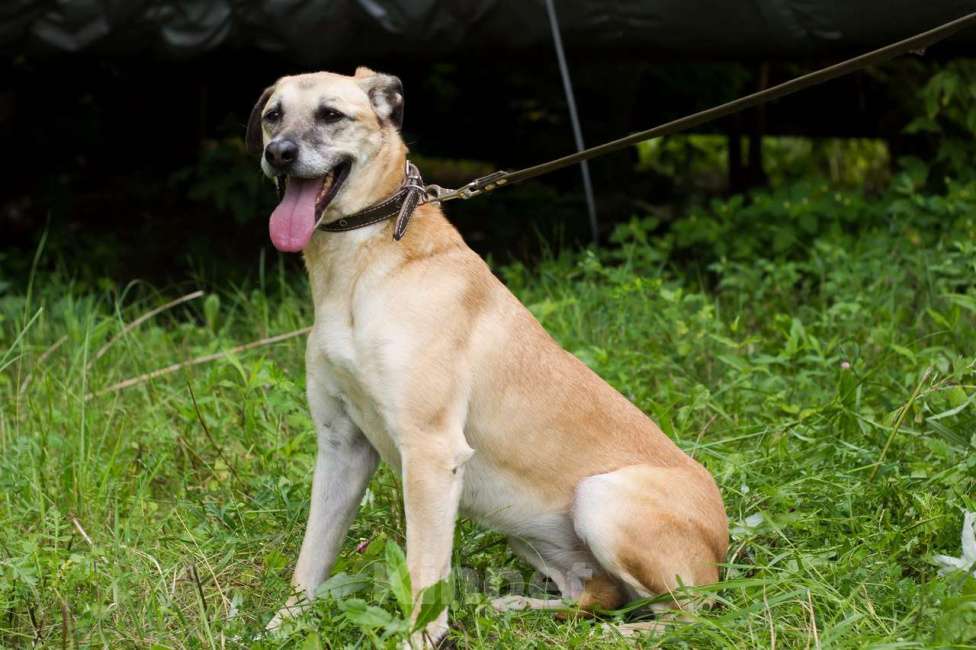 Собаки в Москве: Этна Девочка, Бесплатно - фото 3