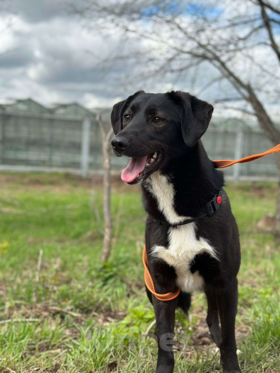 Собаки в Москве: Дэя Девочка, Бесплатно - фото 2