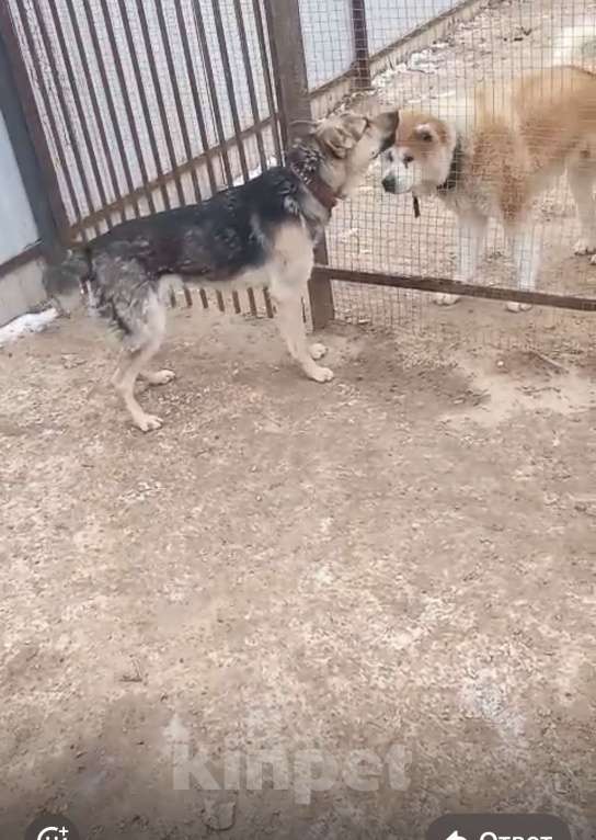 Собаки в Москве: Самый добрый пес Мальчик, Бесплатно - фото 2