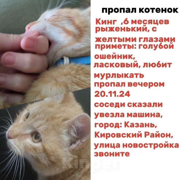 Кошки в Казани: ‼️Пропал котенок в Казани‼️ Мальчик, Бесплатно - фото 1