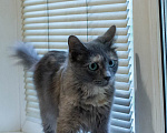 Кошки в Королеве: котенок Серафима в добрые руки Девочка, Бесплатно - фото 4